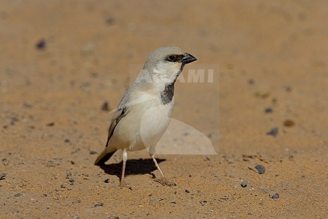 Woestijnmus in typisch habitat; Desert Sparrow in typical habitat stock-image by Agami/Daniele Occhiato,