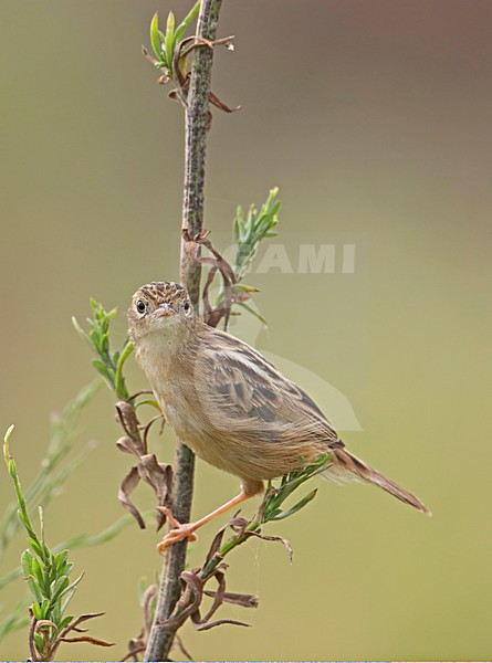 Zitting Cisticola perched; Graszanger zittend stock-image by Agami/Markus Varesvuo,
