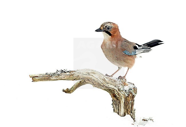 Gaai, Eurasian Jay (Garrulus glandarius) stock-image by Agami/Dick Forsman,