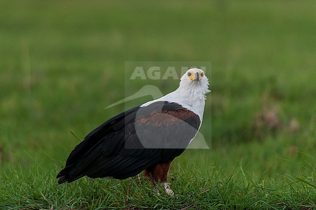 Portrait of an African fish eagle, Haliaeetus vocifer, on a grass island in the Chobe River. Chobe River, Chobe National Park, Botswana. stock-image by Agami/Sergio Pitamitz,