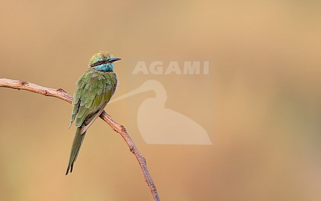 Arabian (Little) Green Bee-eater, (Merops cyanophrys muscatensis) stock-image by Agami/Ian Davies,