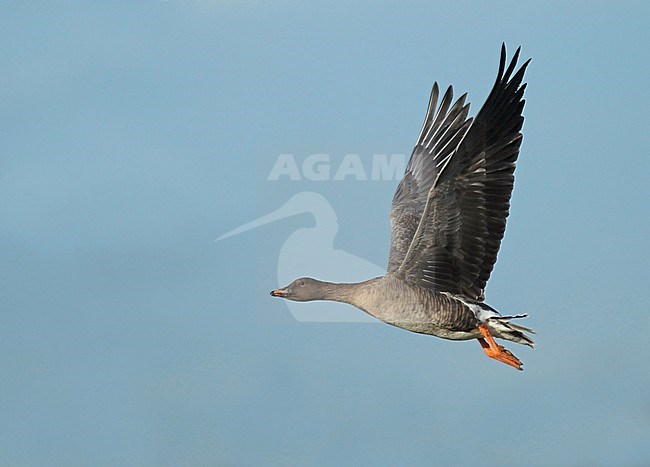 Tundra Bean Goose (Anser serrirostris), adult with much orange on the bill, in flight and seen from the side showing underwing. stock-image by Agami/Fred Visscher,