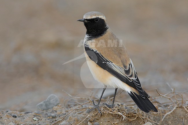 Volwassen mannetje Woestijntapuit; Adult male Desert Wheatear stock-image by Agami/Daniele Occhiato,