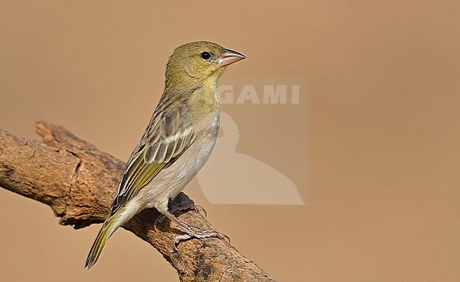 The Ruppel's Weaver (Ploceus galbula) occurs in northeast Africa and the southern part of the Arabian Peninsula stock-image by Agami/Eduard Sangster,