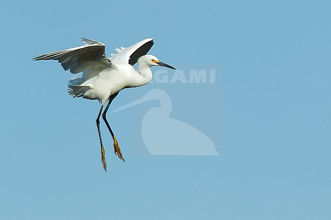 Adult breeding plumaged Snowy Egret (Egretta thula)
Galveston Co., Texas, USA
April 2017 stock-image by Agami/Brian E Small,