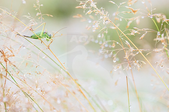 Saddle-backed bush-cricket, Ephippiger diurnus stock-image by Agami/Wil Leurs,