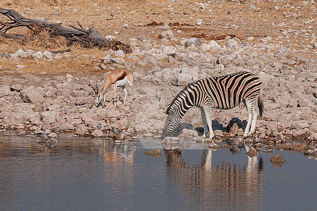 A Burchell's zebra drinks from a waterhole, a springbok eats nearby. Etosha National Park, Namibia. stock-image by Agami/Sergio Pitamitz,