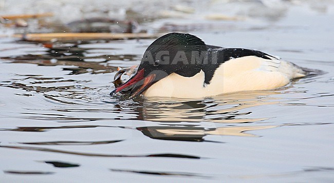 Goosander (Mergus merganser) adult male eating a fish at Gentofte Sø in Denmark. stock-image by Agami/Helge Sorensen,