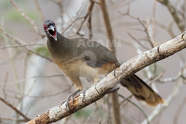 West Mexican Chachalaca (Ortalis poliocephala) perched on a branch in Oaxaca, Mexico. stock-image by Agami/Glenn Bartley,