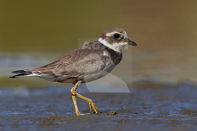 Juveniele Bontbekplevier; Juvenile Common Ringed Plover stock-image by Agami/Daniele Occhiato,