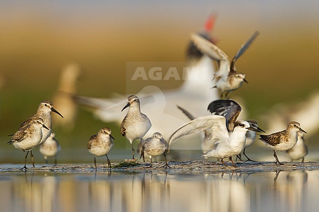 Little Stint - Zwergstrandläufer - Calidris minuta, Oman, with Saunder's Tern, Curlew Sandpiper and Caspian Tern stock-image by Agami/Ralph Martin,