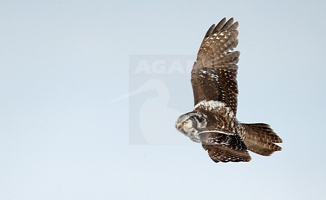 Sperweruil in de vlucht; Northern Hawk Owl in flight stock-image by Agami/Markus Varesvuo,