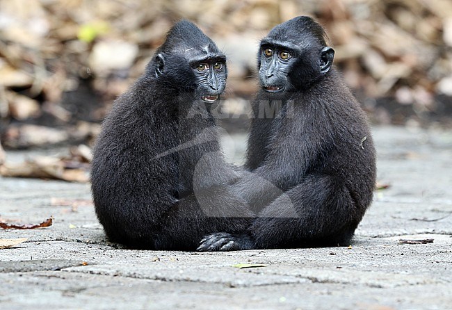 Critically endangered Celebes Crested Macaque (Macaca nigra) in Tangkoko forest reserve on Sulawesi. Two cute young playing together. stock-image by Agami/James Eaton,
