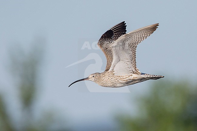 Eurasian Curlew - Großer Brachvogel - Numenius arquatus ssp. suschkini, Russia (Ural), adult stock-image by Agami/Ralph Martin,