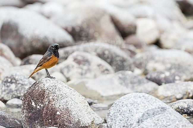 1st summer male Eastern Black Redstart (Phoenicurus ochruros phoenicuroides) in Kyrgyzstan. Perched on a rock. stock-image by Agami/Ralph Martin,
