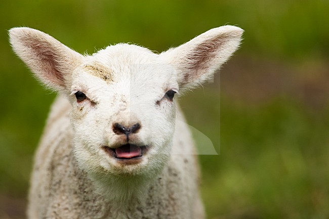Lam, Lamb stock-image by Agami/Menno van Duijn,