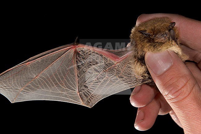 Vleugel van de Ruige Dwergvleermuis, Wing of  Nathusius' pipistrelle stock-image by Agami/Theo Douma,