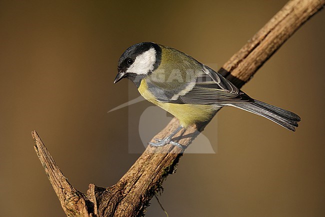 Eurasian Great Tit (Parus major) perching on a branch stock-image by Agami/Mathias Putze,