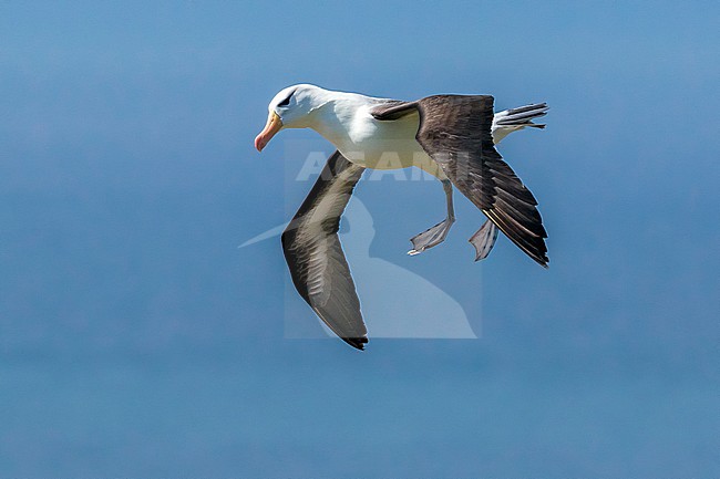 Famous returning adult Black-browed Albatross on Heligoland, Germany. stock-image by Agami/Vincent Legrand,