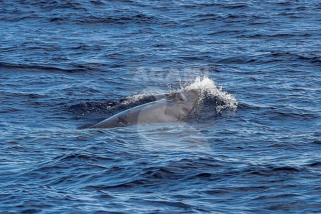 Common Minke Whale (Balaenaoptera acutorostrata) surfacing 2km NW off Corvo, Azores, Portugal. stock-image by Agami/Vincent Legrand,