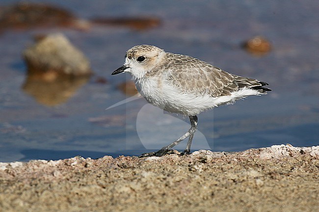 An immature or non-breeding Puna Plover (Charadrius alticola) at Atacama, Chile. stock-image by Agami/Tom Friedel,