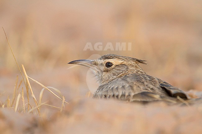 Maghreb Lark - Maghreb Lerche - Galerida macrorhyncha; ssp. macrorhyncha; Morocco; adult stock-image by Agami/Ralph Martin,