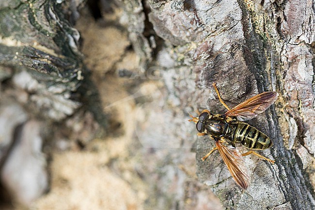 Caliprobola speciosa - Prachtschwebfliege, Germany (Baden-Württemberg), imago, male stock-image by Agami/Ralph Martin,