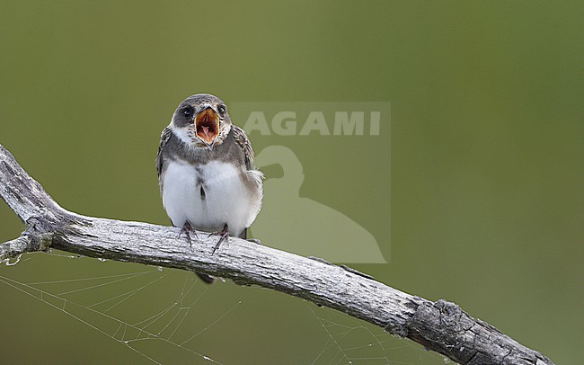 Sand Martin (Riparia riparia) perched juvenile with open beak at Vestamager, Denmark stock-image by Agami/Helge Sorensen,
