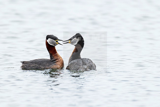 A couple of red-necked grebes (Podiceps grisegena) is displaying on Sulsdorfer Wieck at Fehmarn, an island at the german Baltic Sea stock-image by Agami/Mathias Putze,