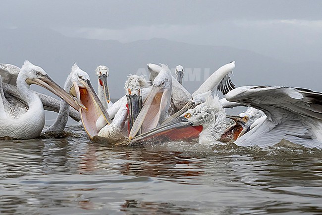 Dalmatian Pelican (Pelecanus crispus) feeding on fish on lake Kerkini in Greece. stock-image by Agami/Marcel Burkhardt,