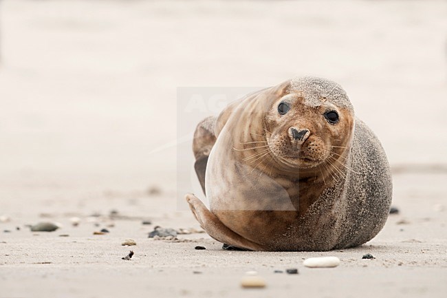 Grijze zeehond, Grey Seal, Halichoerus grypus, kegelrob stock-image by Agami/Han Bouwmeester,