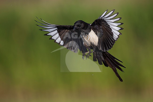 Eurasian Magpie, Pica pica, in Italy. stock-image by Agami/Daniele Occhiato,
