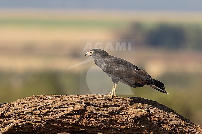 kaalkopkiekendief; african harrier hawk; stock-image by Agami/Walter Soestbergen,