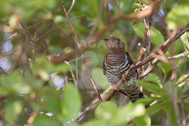 Lesser Cuckoo - Gackelkuckuck - Cuculus poliocephalus, Oman, female stock-image by Agami/Ralph Martin,