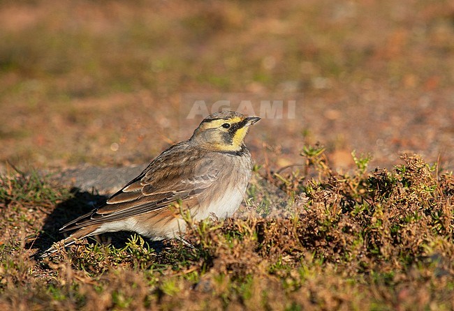 Shore Lark (Eremophila alpestris flava) during autumn migration on Helgoland, Germany. stock-image by Agami/Marc Guyt,