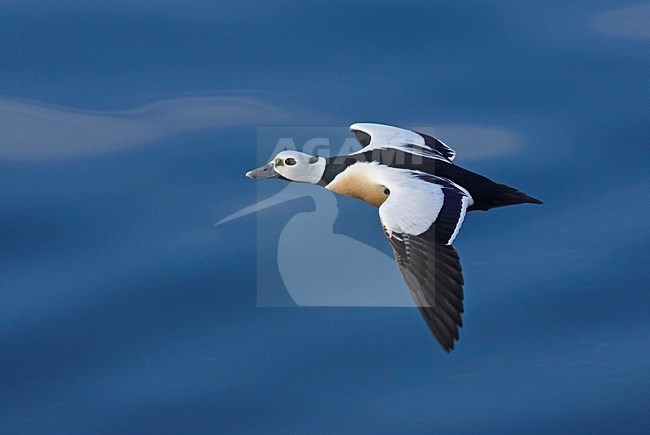 Man Stellers Eider in vlucht; Male Steller's Eider in flight stock-image by Agami/Markus Varesvuo,