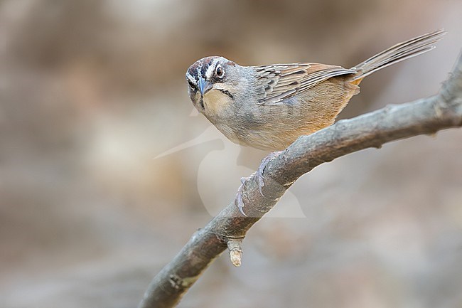 Oaxacan Sparrow (Aimophila notosticta) in mexico stock-image by Agami/Dubi Shapiro,