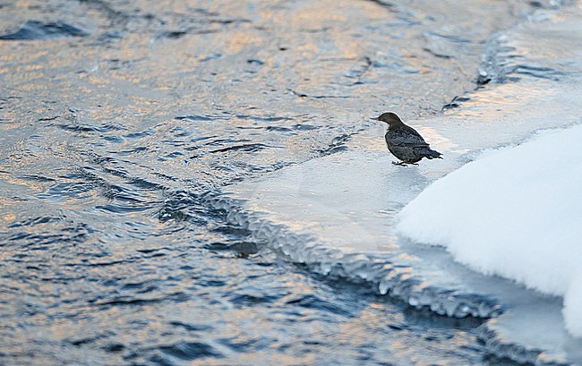 Wintering Black-bellied White-throated Dipper (Cinclus cinclus cinclus) in a fast flowing river at Kuusamo in arctic Finland. stock-image by Agami/Markus Varesvuo,