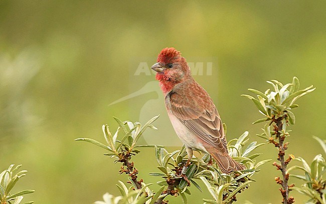 Erythrina erythrina, Common Rosefinch stock-image by Agami/Eduard Sangster,