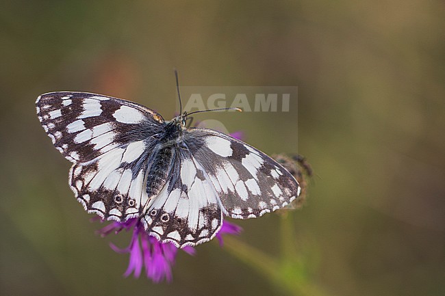 Marbled White, Dambordje, Melanargia galathea stock-image by Agami/Wil Leurs,