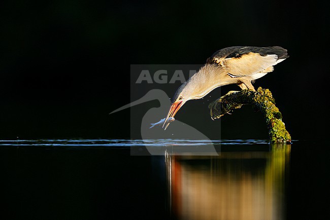 fishing Little Bittern; stock-image by Agami/Chris van Rijswijk,