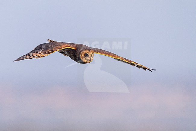 Afrikaanse Velduil, Asio capensis tingitanus, Marsh Owl stock-image by Agami/Menno van Duijn,
