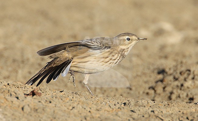 Winterkleed Amerikaanse Waterpieper, Non-breeding Buff-bellied Pipit stock-image by Agami/Mike Danzenbaker,