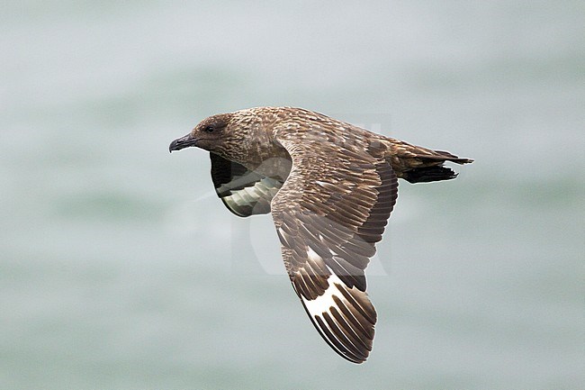 Grote Jager vliegend boven Noordzee; Great Skua flying at North Sea stock-image by Agami/Harvey van Diek,