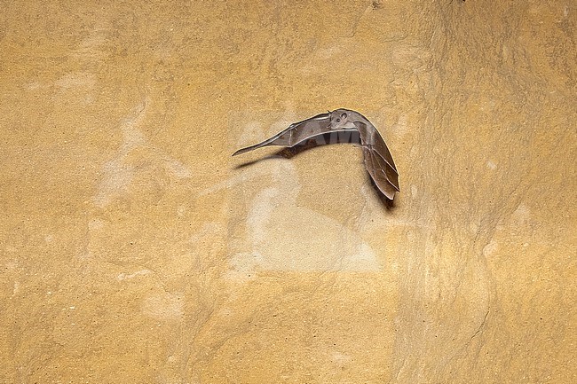 Egyptian Fruit Bat (Rousettus aegyptiacus) flying in cave near Nicosie, Cyprus. stock-image by Agami/Vincent Legrand,