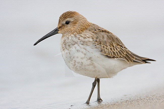 Dunlin (Calidris alpina), first winter individual standing on the shore stock-image by Agami/Saverio Gatto,