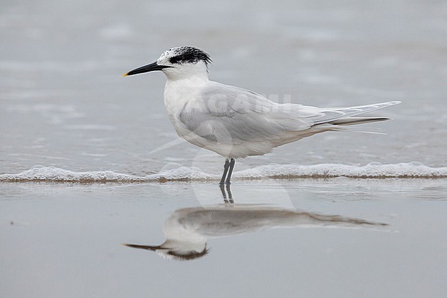 Sandwich Tern (Thalasseus sandvicensis), side view of an adult in winter plumage standing in the water, Campania, Italy stock-image by Agami/Saverio Gatto,