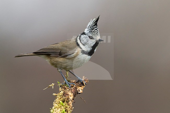 Kuifmees; Crested Tit stock-image by Agami/Daniele Occhiato,