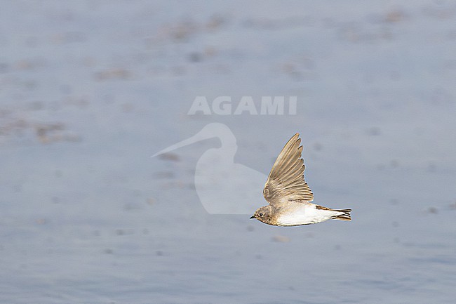 Brown-throated Martin (Riparia paludicola mauritanica) in flight in Morocco. stock-image by Agami/Menno van Duijn,