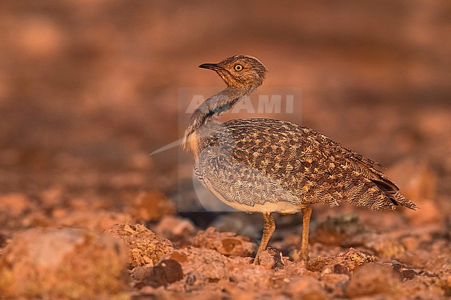 Houbara Bustard (Chlamydotis undulata fuertaventurae) on the Canary Island of Fuerteventura. This subspecies is highly restricted and endangered, with less then 500 birds left in the wild. stock-image by Agami/Daniele Occhiato,